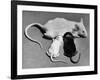 Baby Mice Suckling Off their Mother-null-Framed Photographic Print