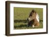 Baby Miniature horse paint colt-Maresa Pryor-Framed Photographic Print