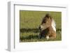 Baby Miniature horse paint colt-Maresa Pryor-Framed Photographic Print