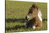 Baby Miniature horse paint colt-Maresa Pryor-Stretched Canvas