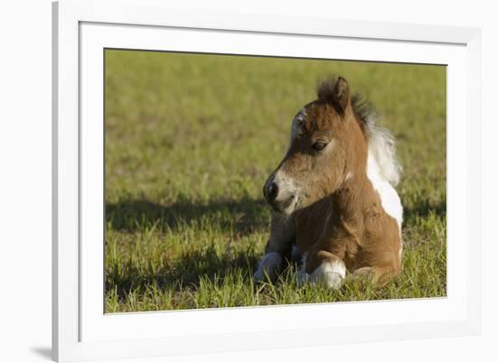 Baby Miniature horse paint colt-Maresa Pryor-Framed Photographic Print