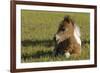 Baby Miniature horse paint colt-Maresa Pryor-Framed Photographic Print