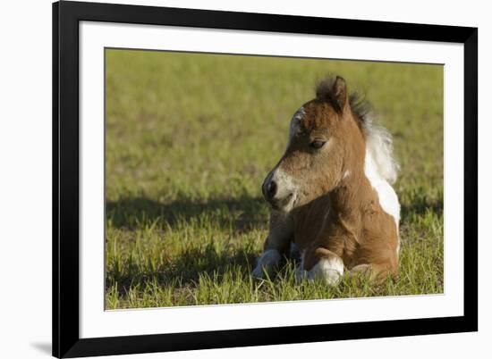 Baby Miniature horse paint colt-Maresa Pryor-Framed Photographic Print