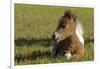 Baby Miniature horse paint colt-Maresa Pryor-Framed Photographic Print