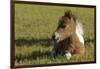 Baby Miniature horse paint colt-Maresa Pryor-Framed Photographic Print