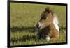 Baby Miniature horse paint colt-Maresa Pryor-Framed Photographic Print