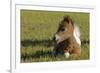 Baby Miniature horse paint colt-Maresa Pryor-Framed Premium Photographic Print