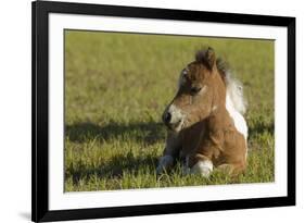 Baby Miniature horse paint colt-Maresa Pryor-Framed Premium Photographic Print