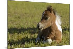 Baby Miniature horse paint colt-Maresa Pryor-Mounted Premium Photographic Print