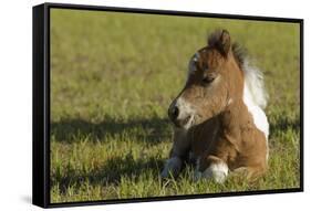 Baby Miniature horse paint colt-Maresa Pryor-Framed Stretched Canvas