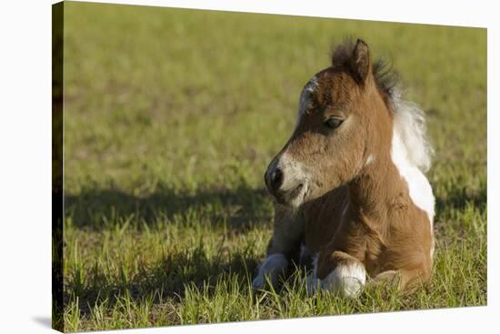 Baby Miniature horse paint colt-Maresa Pryor-Stretched Canvas