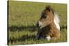 Baby Miniature horse paint colt-Maresa Pryor-Stretched Canvas