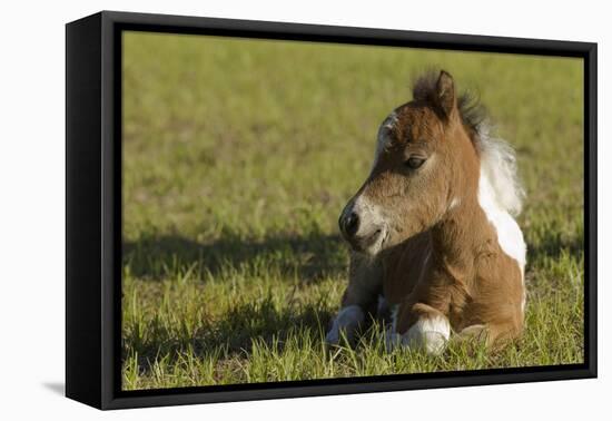 Baby Miniature horse paint colt-Maresa Pryor-Framed Stretched Canvas