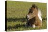 Baby Miniature horse paint colt-Maresa Pryor-Stretched Canvas