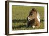 Baby Miniature horse paint colt-Maresa Pryor-Framed Photographic Print