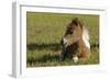 Baby Miniature horse paint colt-Maresa Pryor-Framed Photographic Print