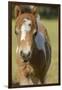 Baby Miniature horse paint colt-Maresa Pryor-Framed Photographic Print