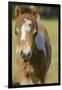 Baby Miniature horse paint colt-Maresa Pryor-Framed Photographic Print