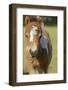 Baby Miniature horse paint colt-Maresa Pryor-Framed Photographic Print