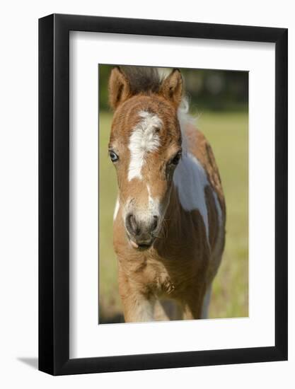 Baby Miniature horse paint colt-Maresa Pryor-Framed Photographic Print