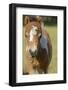 Baby Miniature horse paint colt-Maresa Pryor-Framed Photographic Print