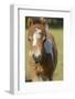 Baby Miniature horse paint colt-Maresa Pryor-Framed Photographic Print