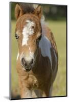 Baby Miniature horse paint colt-Maresa Pryor-Mounted Photographic Print