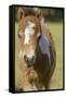 Baby Miniature horse paint colt-Maresa Pryor-Framed Stretched Canvas