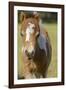 Baby Miniature horse paint colt-Maresa Pryor-Framed Photographic Print