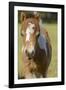 Baby Miniature horse paint colt-Maresa Pryor-Framed Photographic Print