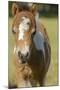 Baby Miniature horse paint colt-Maresa Pryor-Mounted Photographic Print