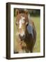 Baby Miniature horse paint colt-Maresa Pryor-Framed Photographic Print