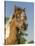 Baby Miniature horse paint colt-Maresa Pryor-Stretched Canvas