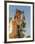 Baby Miniature horse paint colt-Maresa Pryor-Framed Photographic Print