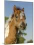Baby Miniature horse paint colt-Maresa Pryor-Mounted Photographic Print