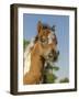 Baby Miniature horse paint colt-Maresa Pryor-Framed Photographic Print