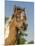 Baby Miniature horse paint colt-Maresa Pryor-Mounted Photographic Print