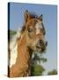 Baby Miniature horse paint colt-Maresa Pryor-Stretched Canvas