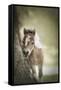 Baby Miniature horse paint colt-Maresa Pryor-Framed Stretched Canvas