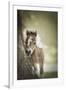 Baby Miniature horse paint colt-Maresa Pryor-Framed Premium Photographic Print