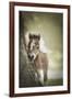 Baby Miniature horse paint colt-Maresa Pryor-Framed Premium Photographic Print