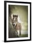 Baby Miniature horse paint colt-Maresa Pryor-Framed Premium Photographic Print