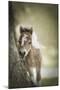 Baby Miniature horse paint colt-Maresa Pryor-Mounted Premium Photographic Print