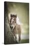 Baby Miniature horse paint colt-Maresa Pryor-Stretched Canvas