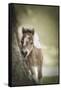 Baby Miniature horse paint colt-Maresa Pryor-Framed Stretched Canvas