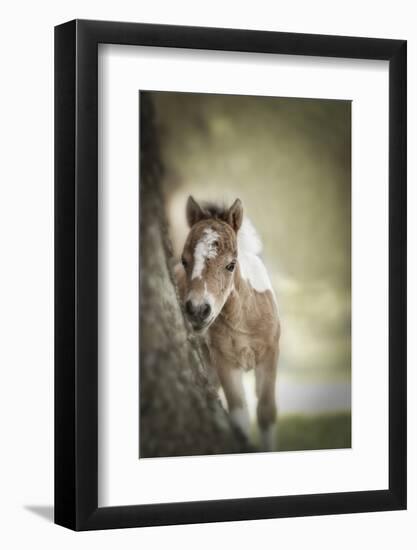 Baby Miniature horse paint colt-Maresa Pryor-Framed Photographic Print