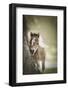 Baby Miniature horse paint colt-Maresa Pryor-Framed Photographic Print