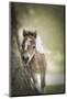 Baby Miniature horse paint colt-Maresa Pryor-Mounted Photographic Print