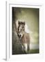 Baby Miniature horse paint colt-Maresa Pryor-Framed Photographic Print