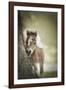 Baby Miniature horse paint colt-Maresa Pryor-Framed Photographic Print